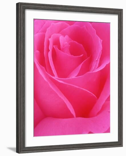 Red Rose Petals-John McAnulty-Framed Photographic Print