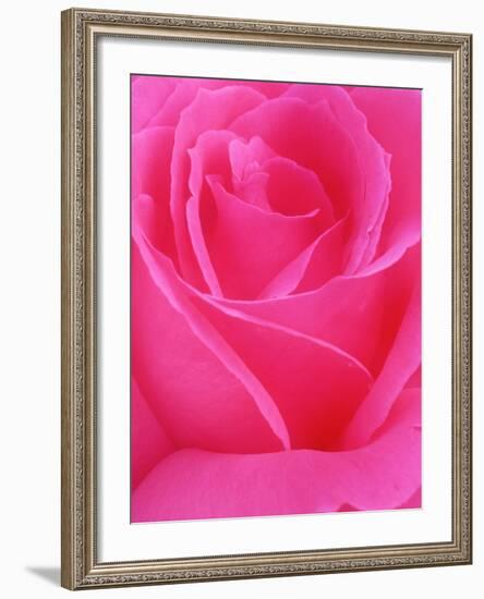 Red Rose Petals-John McAnulty-Framed Photographic Print