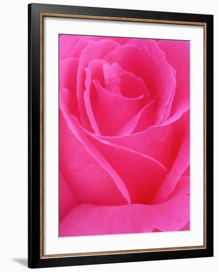 Red Rose Petals-John McAnulty-Framed Photographic Print