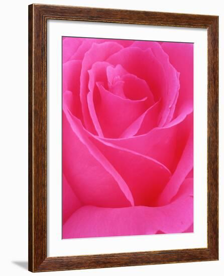 Red Rose Petals-John McAnulty-Framed Photographic Print
