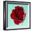 Red Rose with Wavy Petals-Clive Nichols-Framed Photographic Print