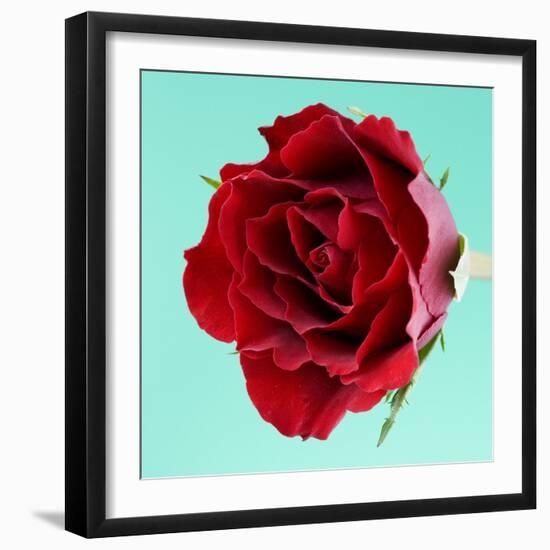 Red Rose with Wavy Petals-Clive Nichols-Framed Photographic Print