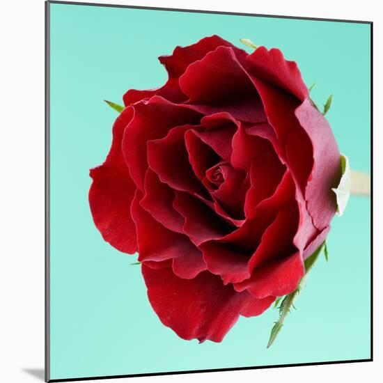 Red Rose with Wavy Petals-Clive Nichols-Mounted Photographic Print