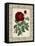 Red Rose with Wrought Iron BorderII-null-Framed Stretched Canvas