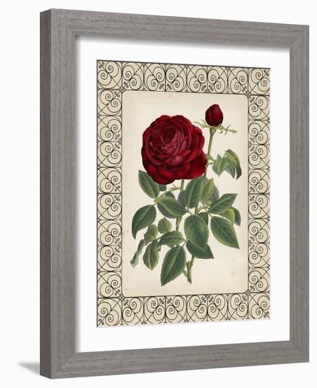 Red Rose with Wrought Iron BorderII-null-Framed Art Print