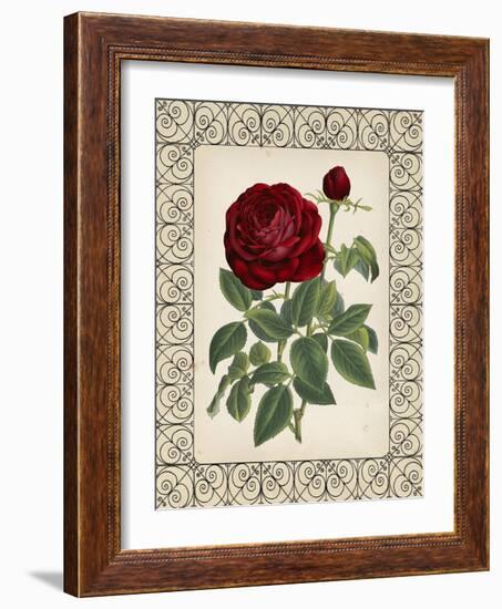 Red Rose with Wrought Iron BorderII-null-Framed Art Print