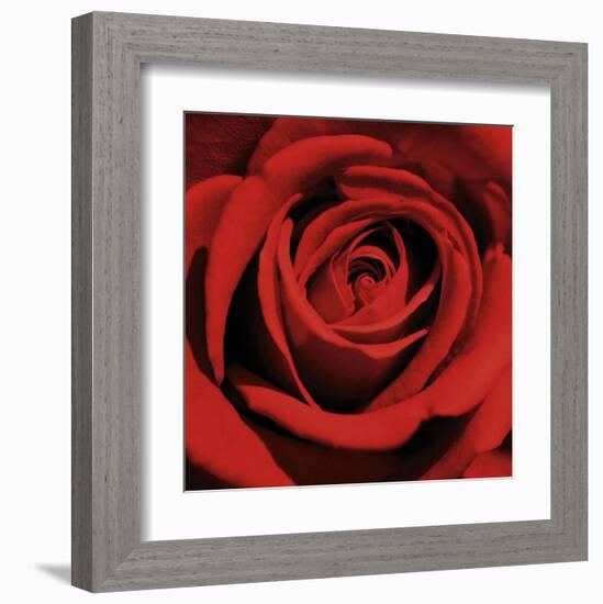 Red Rose-Laurent Pinsard-Framed Art Print