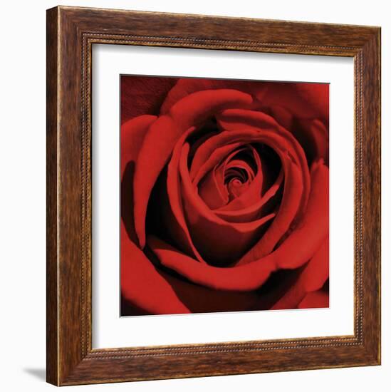 Red Rose-Laurent Pinsard-Framed Art Print