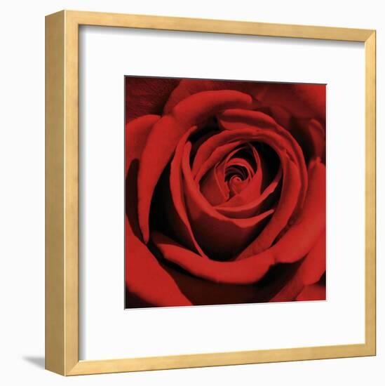 Red Rose-Laurent Pinsard-Framed Art Print