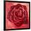 Red Rose-Anna Flores-Framed Premium Giclee Print