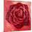 Red Rose-Anna Flores-Mounted Premium Giclee Print