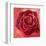Red Rose-Anna Flores-Framed Art Print