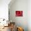 Red Rose-Michele Falzone-Photographic Print displayed on a wall