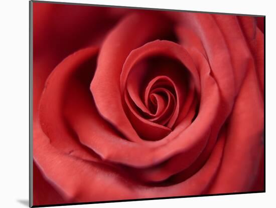 Red Rose-Michele Falzone-Mounted Photographic Print