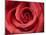 Red Rose-Michele Falzone-Mounted Photographic Print