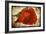 Red Rose-Kevin Calaguiro-Framed Premium Giclee Print