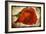 Red Rose-Kevin Calaguiro-Framed Premium Giclee Print