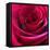 Red Rose-Carolina Hernandez-Framed Premier Image Canvas