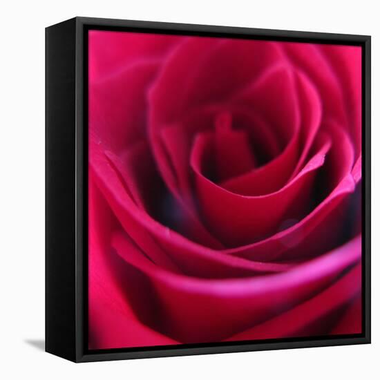 Red Rose-Carolina Hernandez-Framed Premier Image Canvas