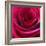 Red Rose-Carolina Hernandez-Framed Photographic Print