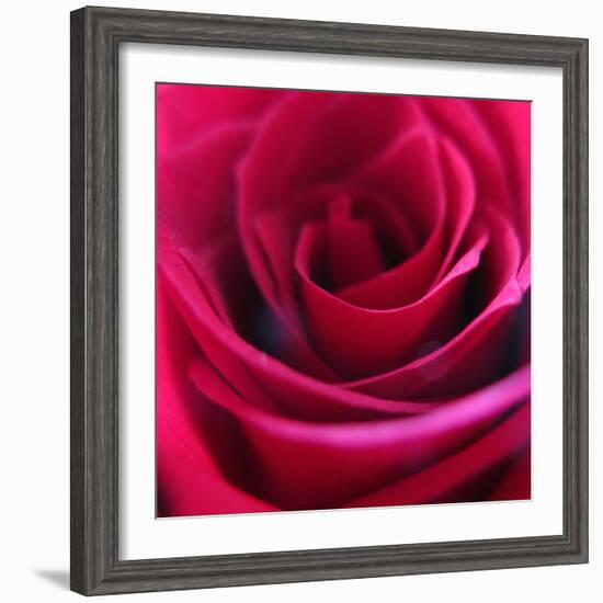 Red Rose-Carolina Hernandez-Framed Photographic Print