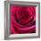 Red Rose-Carolina Hernandez-Framed Photographic Print