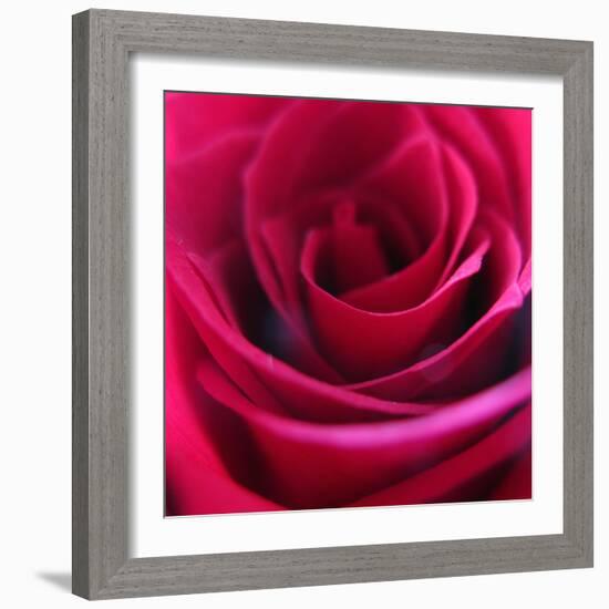 Red Rose-Carolina Hernandez-Framed Photographic Print