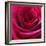 Red Rose-Carolina Hernandez-Framed Photographic Print