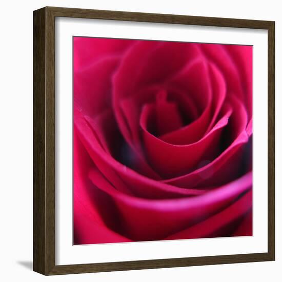 Red Rose-Carolina Hernandez-Framed Photographic Print