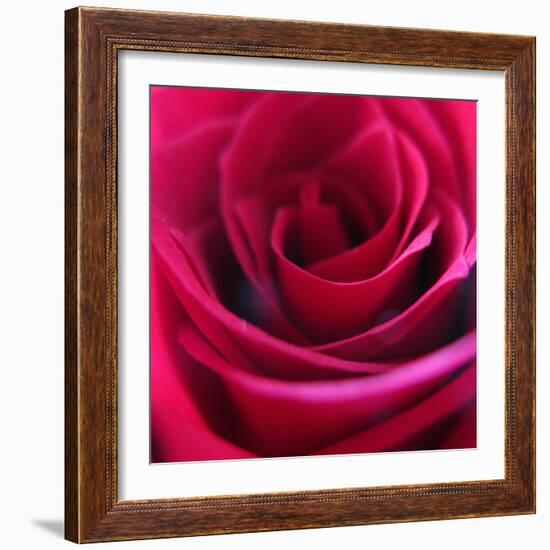 Red Rose-Carolina Hernandez-Framed Photographic Print