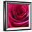 Red Rose-Carolina Hernandez-Framed Photographic Print