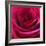 Red Rose-Carolina Hernandez-Framed Photographic Print