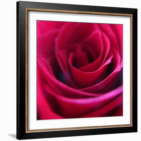 Red Rose-Carolina Hernandez-Framed Photographic Print