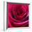 Red Rose-Carolina Hernandez-Framed Photographic Print