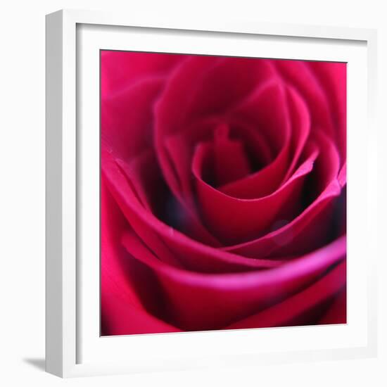 Red Rose-Carolina Hernandez-Framed Photographic Print