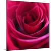 Red Rose-Carolina Hernandez-Mounted Photographic Print