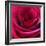 Red Rose-Carolina Hernandez-Framed Photographic Print