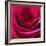 Red Rose-Carolina Hernandez-Framed Photographic Print