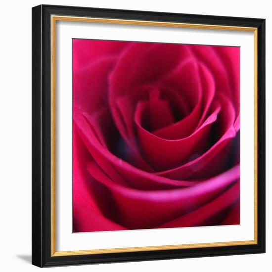 Red Rose-Carolina Hernandez-Framed Photographic Print