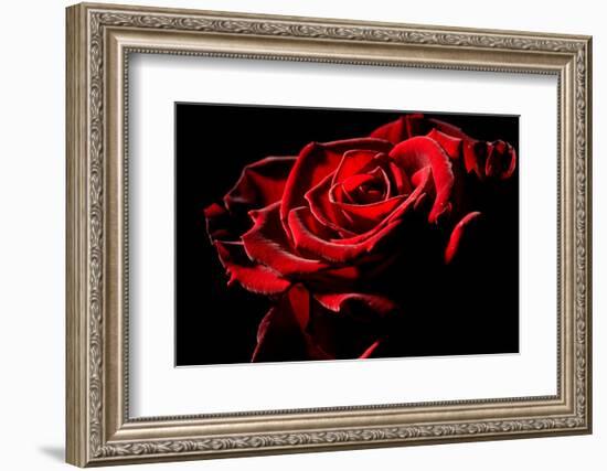 Red Rose-afitz-Framed Photographic Print