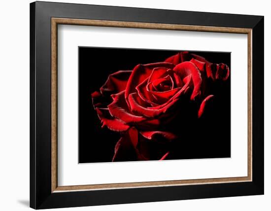 Red Rose-afitz-Framed Photographic Print