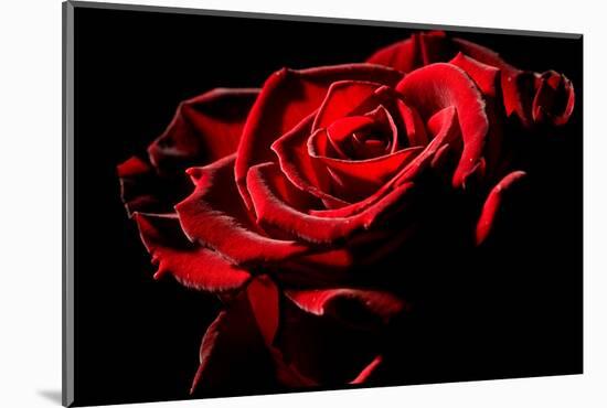 Red Rose-afitz-Mounted Photographic Print