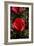 Red Rose-George Johnson-Framed Photographic Print