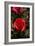 Red Rose-George Johnson-Framed Photographic Print