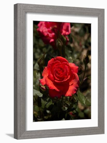 Red Rose-George Johnson-Framed Photographic Print