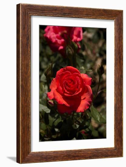 Red Rose-George Johnson-Framed Photographic Print