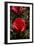 Red Rose-George Johnson-Framed Photographic Print