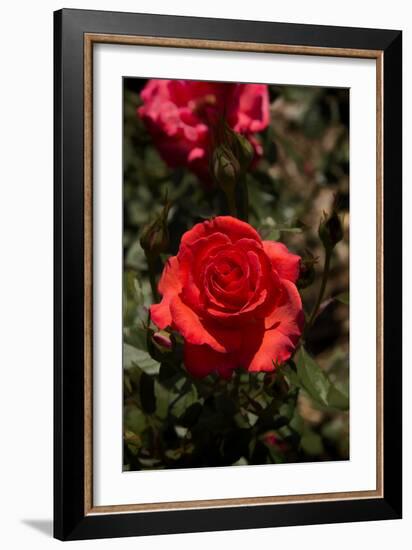 Red Rose-George Johnson-Framed Photographic Print