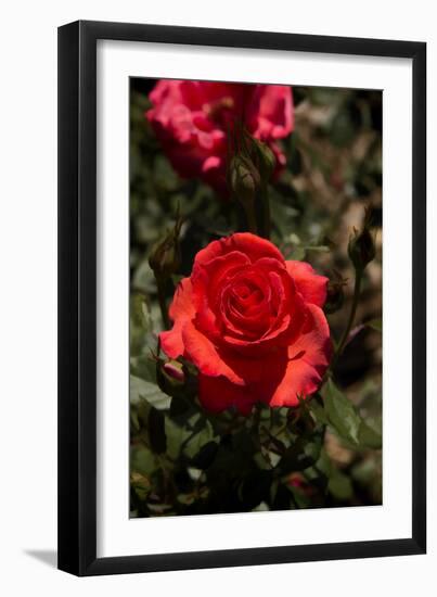Red Rose-George Johnson-Framed Photographic Print