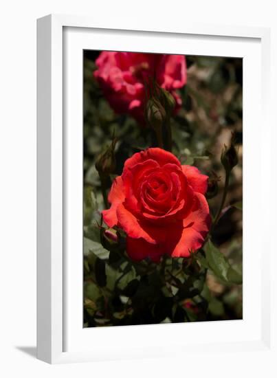 Red Rose-George Johnson-Framed Photographic Print